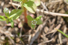 Anagallis pumila